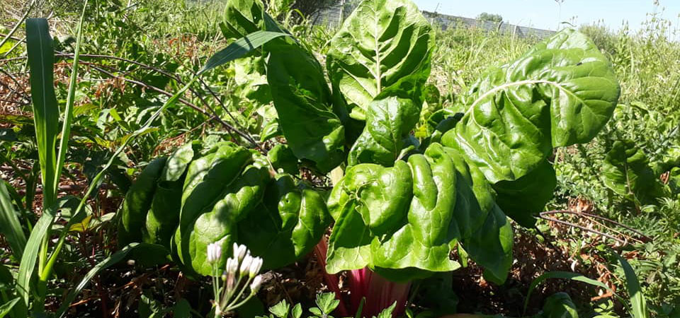 Verduras